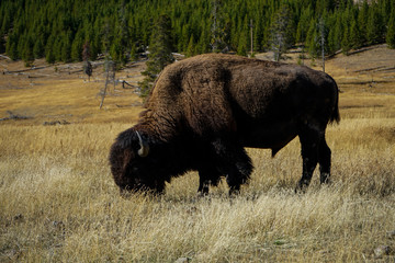 bisonte yellowstone