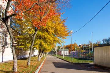 Pavement for pedestrians. tree in autumn with red, green and yellow foliage. Foliage fallen on the green grass.