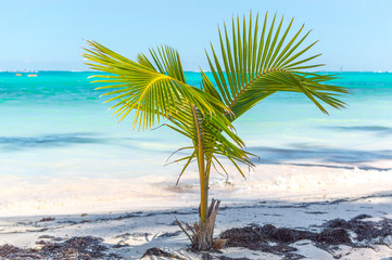 Small palm tree in the resort of Punta Cana.