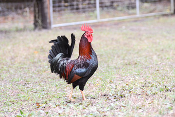 Brown Rooster