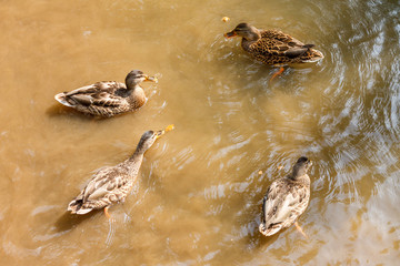 A group of brown ducks swimming in a river