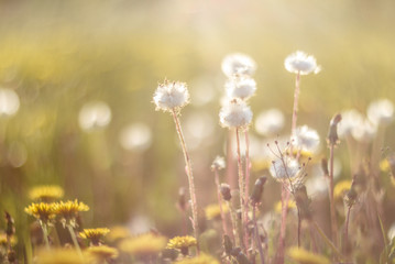 dandelions in the meadow