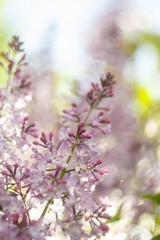 sprig of lilac