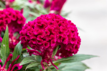Large red flower Celosia comb. Macro photography of a terry flower, green leaves. Pink flower in nature.