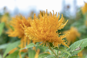 Yellow flower Safflower dyeing. Green leaves, flower closeup. Fluffy yellow flower.