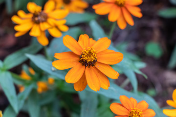 Yellow flower Zinnia narrow-leaved, large beautiful petals. Flower pistils, closeup. Tropical flower.