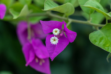 Purple bougainvillea flower. Beautiful leaves with large pestles. Green leaves macro shot.