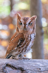 Rust colored Screech Owl Perched on a Log