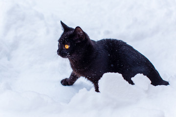 Life of pets. Black cat with yellow eyes walk in snowy day at yard. About lifestyle cat lover. Cat -  hunter