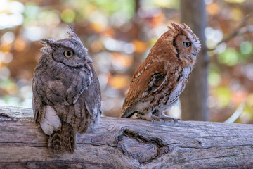 Screech Owl Pair perched on a Log