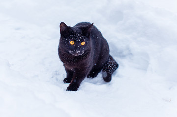 Life of pets. Black cat with yellow eyes walk in snowy day at yard. About lifestyle cat lover. Cat...