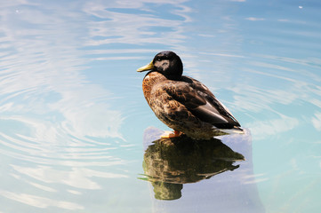 Beautiful duck closeup floating on water somewhere in Slovenia. Travel collection
