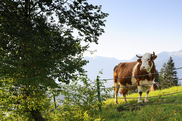 A clean and well-groomed cow on a farm in somewhere in the mountains of Slovenia. Travel to Slovenia