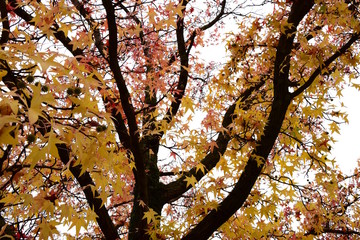 Amberbaum, Baumkrone, freigestellt vor hellen Hintergrund
