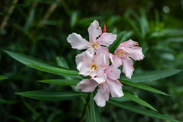 Obraz na płótnie Canvas White-pink flower singl perl oleander. Large flower petals, green leaves, flower outdoors.