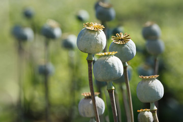 Green poppy heads in field