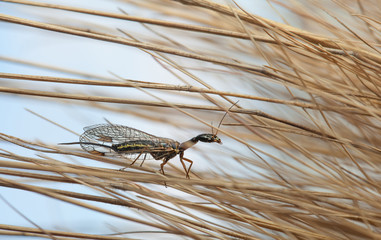 Snakefly hidden in grass