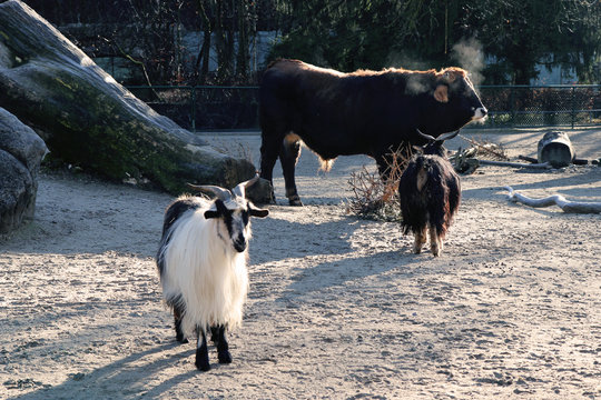 animals in the Munich zoo on a frosty morning, bull and goats