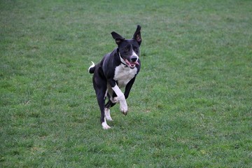 beautiful mixed black and white boerboel dog is running in the garden
