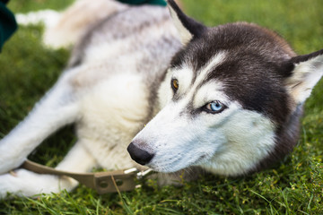 Unusual eye heterochromia. Different eyes have Husky
