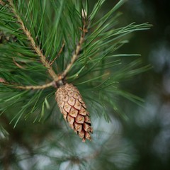 A pine cone on a green branch of a green needle pine background.