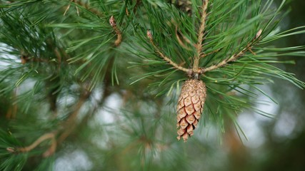 A pine cone on a green branch of a green needle pine background.