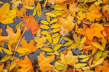 Autumn leaves. autumn landscape.
