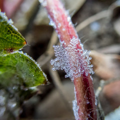 frozen snowflake on a frozen plant