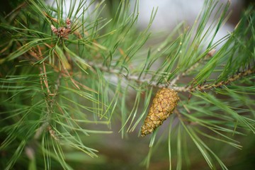 A pine cone on a green branch of a green needle pine background.