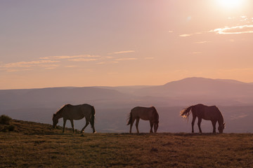 Wild Horses at Sunset in the High Desert