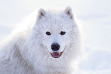 Beautiful dog Samoyed in the forest in the park on the snow