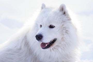 Beautiful dog Samoyed in the forest in the park on the snow