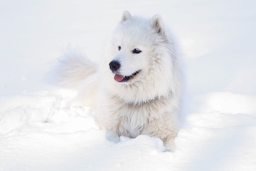 Fototapeta premium Beautiful dog Samoyed in the forest in the park on the snow
