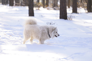 Beautiful dog Samoyed in the forest in the park on the snow