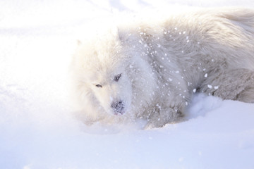 Beautiful dog Samoyed in the forest in the park on the snow