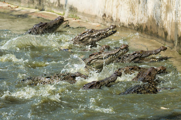 Group of crocodile eats a chicken In the pond