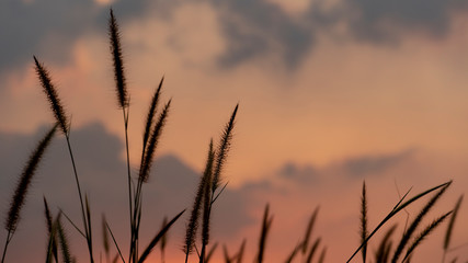 Flower grass and red evening sky.