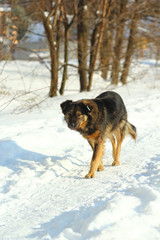 Stray dog with an ear tag walking on a sunny winter day