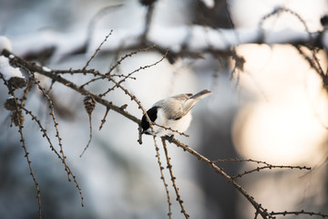 Image of beautiful marsh tit bird sitting on the branch in the winter forest