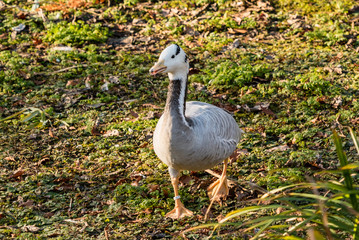 Streifenganz auf der Wiese anser indicus