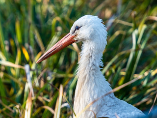 Portrait von einem weiss storch (ciconiidae)
