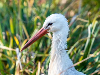 Portrait von einem weiss storch (ciconiidae)