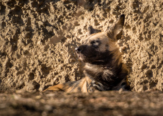 Hyäne liegend  hyaenidae