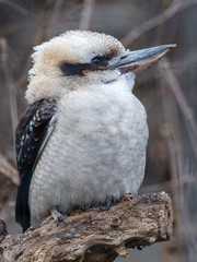 lachender hans auf dem ast kookaburra