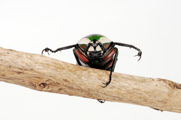 afrikanischer Rosenkäfer (Dicronorhina derbyana) - Derby's flower beetle