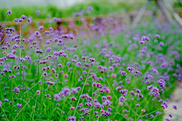 Obraz na płótnie Canvas Purple Flower Garden Beautiful Flower Garden With key copy space