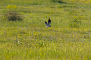 Montagu's Harrier (Circus pygargus).