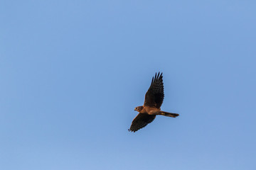 Montagu's Harrier (Circus pygargus).