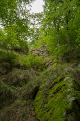 Fototapeta na wymiar rocks in an idyllic forest