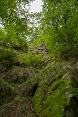 Fototapeta premium rocks in an idyllic forest